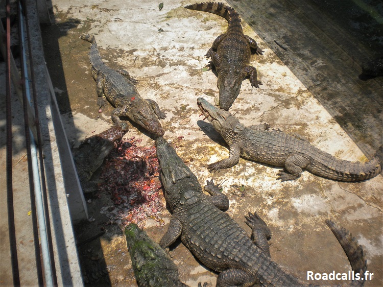 ferme-crocodile-battambang